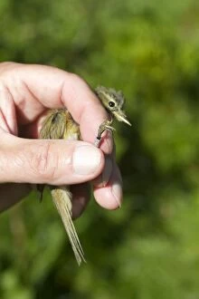 Images Dated 8th July 2011: Chiffchaff - in hand - ringing the birds for