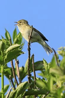 Chiffchaff - male, singing from bush