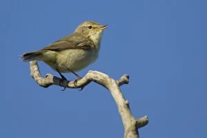 Images Dated 27th May 2013: Chiffchaff - male singing in Spring