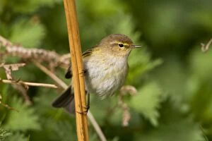 Images Dated 5th April 2008: Chiffchaff - Perched on bracken stems - Norfolk UK