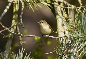 Images Dated 8th April 2008: Chiffchaff - Perched on song in Pine tree -Norfolk UK