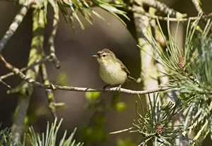 Chiffchaff Prints: Chiffchaff - Perched on song in Pine tree -Norfolk UK