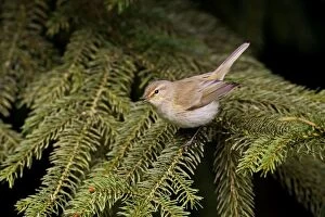 Images Dated 5th April 2008: Chiffchaff - Perched on tree -Norfolk UK