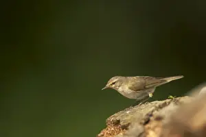 Chiffchaff Prints: Chiffchaff Phylloscopus collybita Hungary BI015842