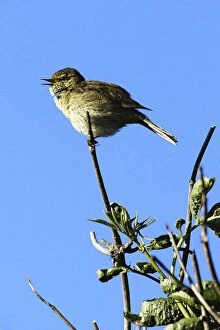 Chiffchaff - singing in nesting territory