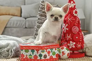 Chihuahua