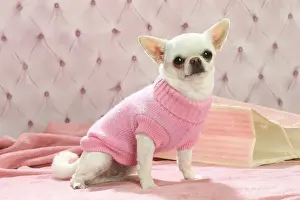 Chihuahua