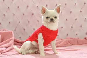 Chihuahua