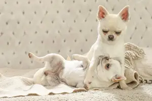 Chihuahua