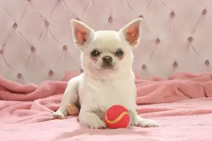 Chihuahua