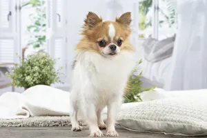 Images Dated 20th January 2022: CHIHUAHUA
