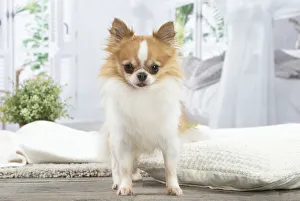 Images Dated 20th January 2022: CHIHUAHUA