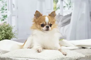 Images Dated 20th January 2022: CHIHUAHUA