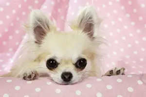 Chihuahua Dog
