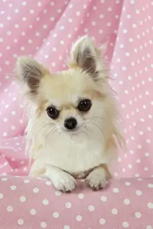 Chihuahua Dog