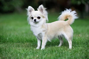 Images Dated 24th August 2009: Chihuahua Dog