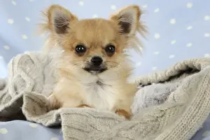 Chihuahua Dog
