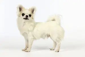 Chihuahua Dog