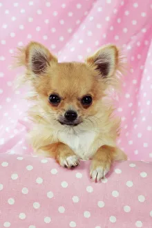 Images Dated 24th August 2009: Chihuahua Dog