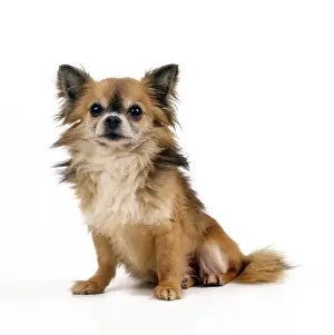 Chihuahua Dog
