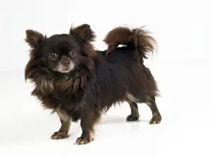 Chihuahua Dog