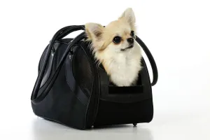 Images Dated 24th August 2009: Chihuahua Dog - in carry bag