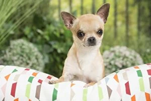 Chihuahua Dog on cushion