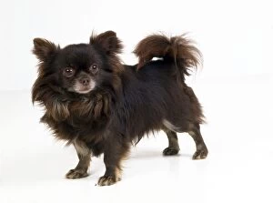 Chihuahua Dog - Longhaired