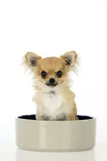 With Bowl Prints: Chihuahua Dog - sitting in large dog bowl