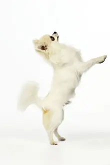 Begging Prints: Chihuahua Dog - standing up on back legs