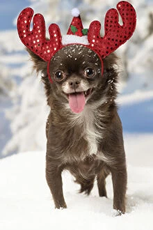 Chihuahua dog in the winter snow wearing Christmas antlers