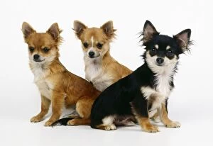 Chihuahua Dog - x3
