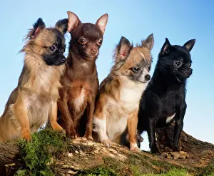Four Prints: Chihuahua Dogs