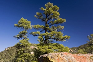 Images Dated 24th December 2008: The Chihuahua Pine Pinus leiophylla var. chihuahuana with red volcanic rock, South Creek Canyon