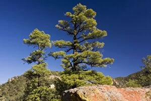 The Chihuahua Pine with red volcanic rock