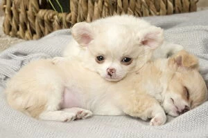 Chihuahua puppies indoors