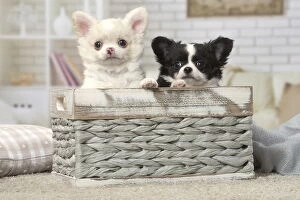 Boxes Gallery: Chihuahua puppies sitting in a basket