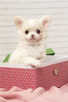 Boxes Gallery: Chihuahua puppy in a box