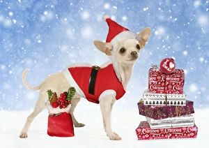 Chihuahua wearing Christmas outfit and hat with