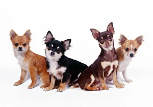 Chihuahuas Dogs - four