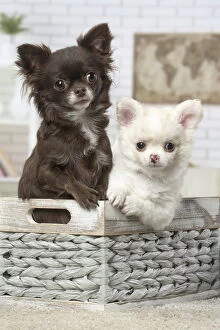 Boxes Gallery: Chihuahuas sitting in a basket