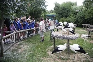 Children - group looking at White Stork at animal park