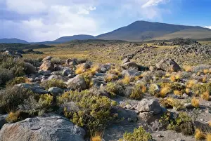 Chile AU 7 PLA South America, The Andes, 2nd region, Chilean Altiplano, it occurs between 3500 mts & 4500 mts A. S. L. These high planes, surrounded by high peaks & volcanoes