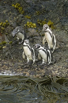 Images Dated 18th November 2010: Chile, Chiloe Island, Humboldt Penguins