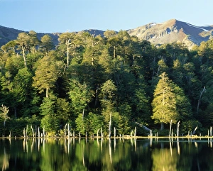 Chile - Luguna Captren surrounded by cool temperate Rainforest dominated by Nothofagus dombeyii, Nothofagus obliqua & Araucaria araucana Chile - Luguna Captren surrounded by cool temperate Rainforest dominated by Nothofagus dombeyii, Nothofagus obliqua & Araucaria araucana