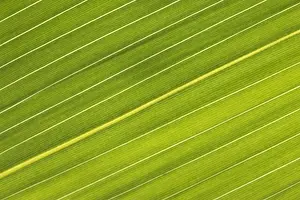 Plant Texture Prints: Chilean Bamboo - Close-up of parallel leaf veins Location: Trebah Gardens, Cornwall, UK