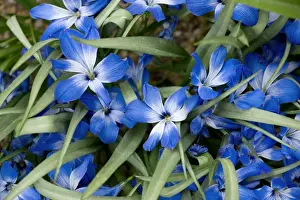 Crocus Prints: Chilean blue crocus (Tecophilea cyanocrocus) from the high Andes