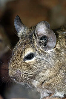 Images Dated 21st April 2007: Chilean Degu- Chile and Peru