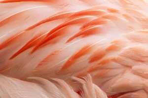 Chilean Flamingo - abstract
