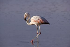 Images Dated 30th January 2010: Chilean Flamingo - adult stalking through a saline laguna